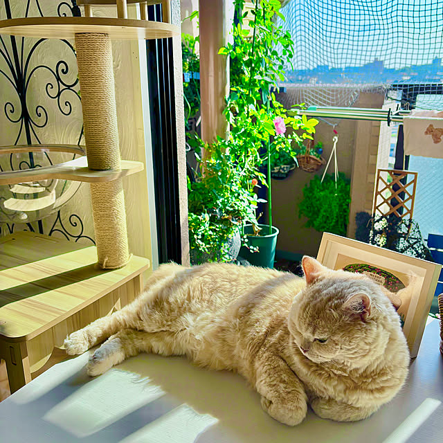 naokoさんの実例写真