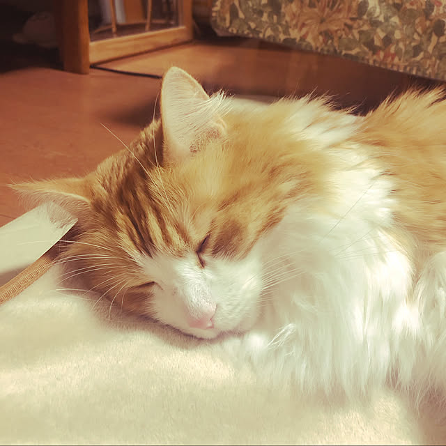 uchidaizuさんの実例写真