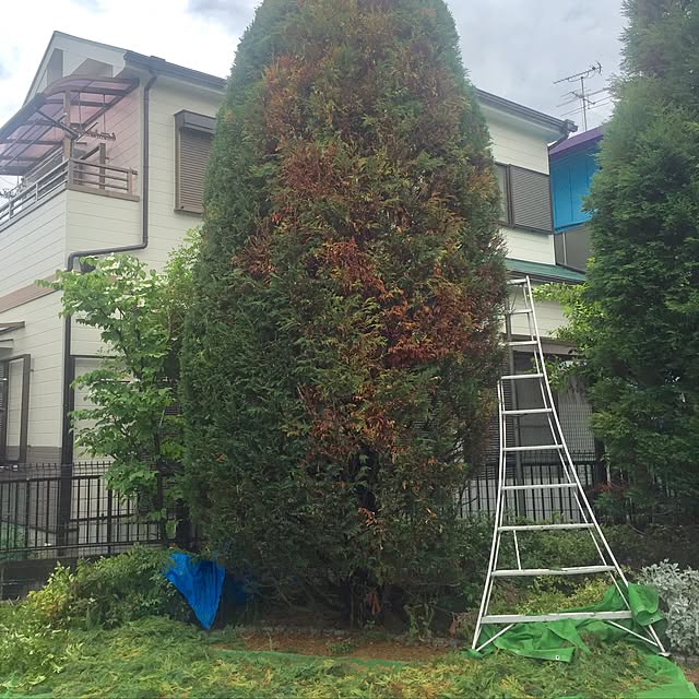 実例写真