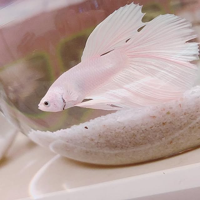 Ruiさんの実例写真