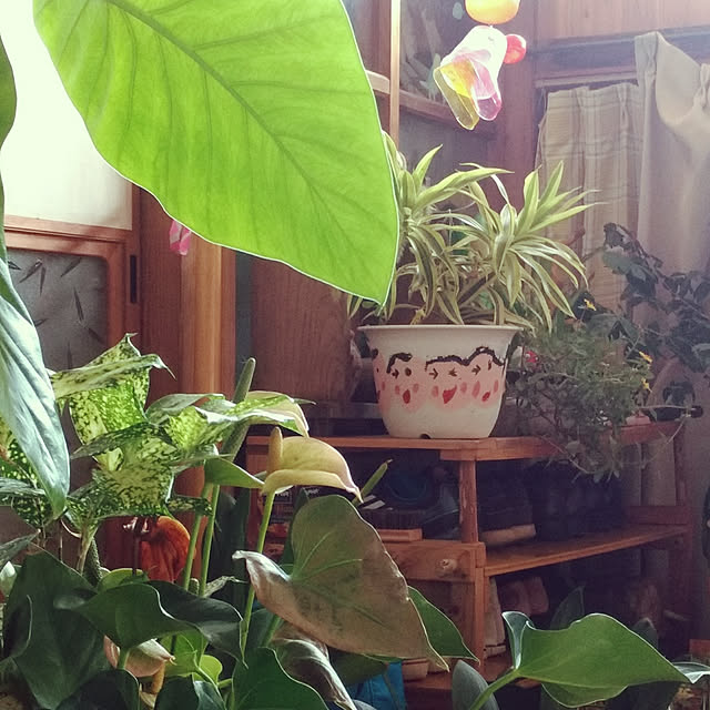 kikuさんの実例写真