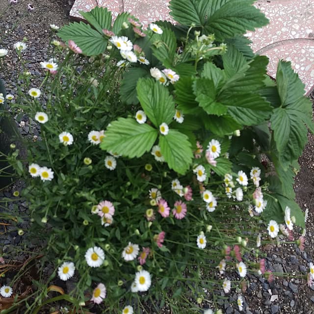 ワイルドストロベリー/いちご/花/植物/ガーデン雑貨...などのインテリア実例 - 2017-05-16 17:52:48