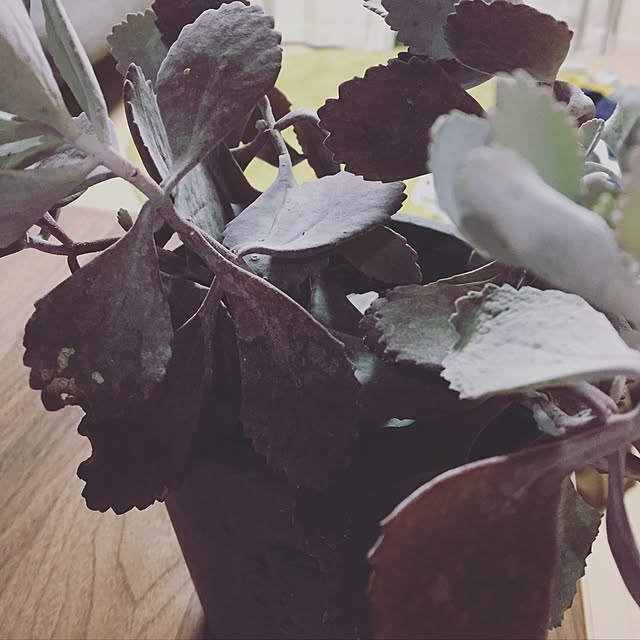 玄関/入り口/観葉植物/多肉植物/ナチュラル/北欧のインテリア実例 - 2017-01-29 19:06:10