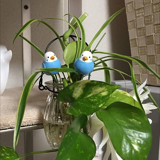 pickotanさんの実例写真