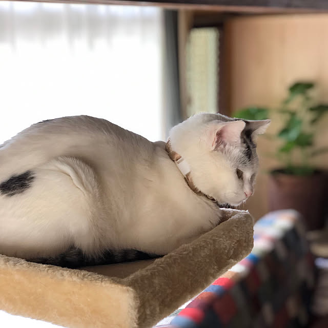 sunskysurfsandさんの実例写真