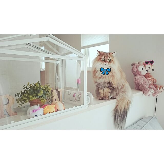 runaさんの実例写真