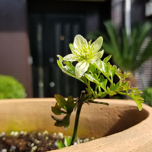 midoriさんの部屋
