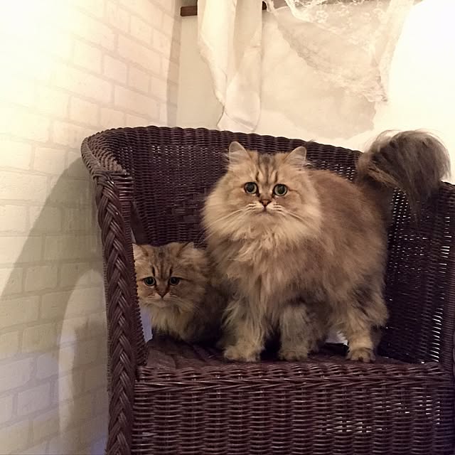 butachanさんの実例写真