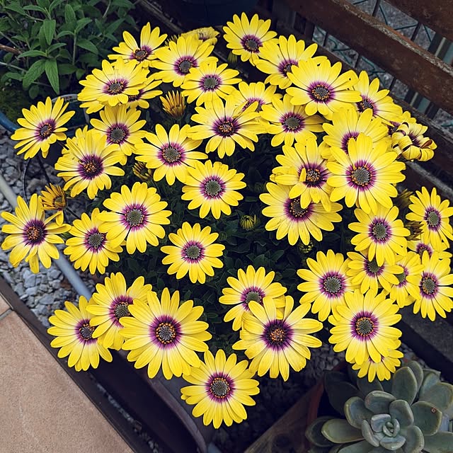 mofukoさんの部屋