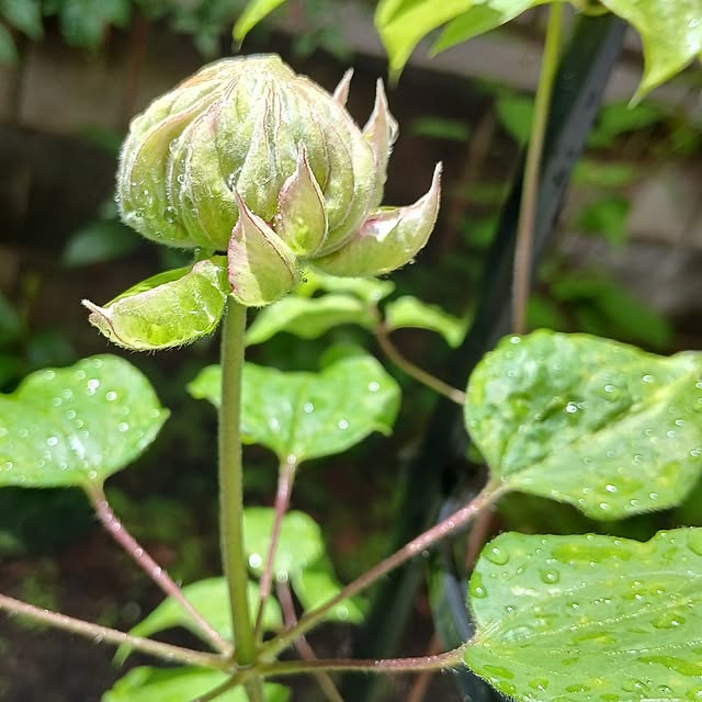 chidorinさんの部屋