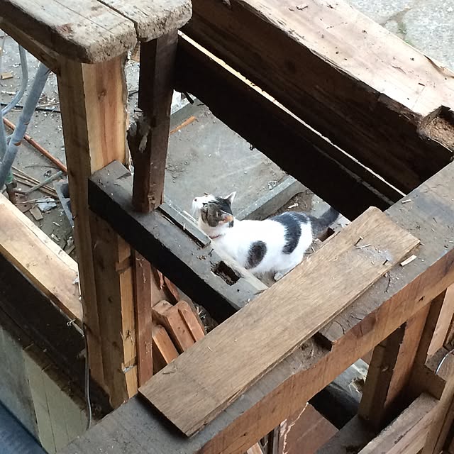 Tsuyoshiさんの実例写真