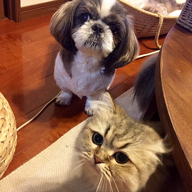 butachanさんの実例写真