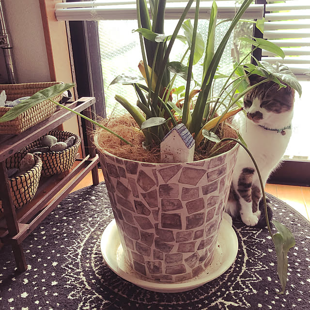jijiさんの実例写真