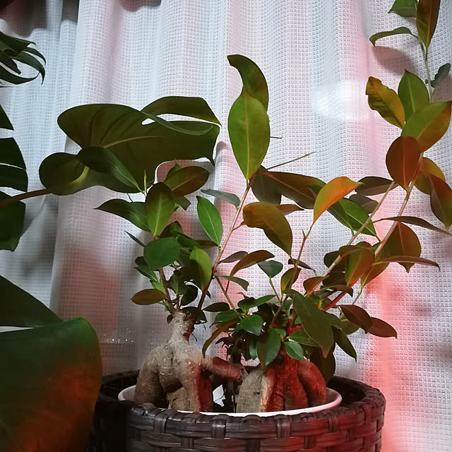 brooklynさんの実例写真