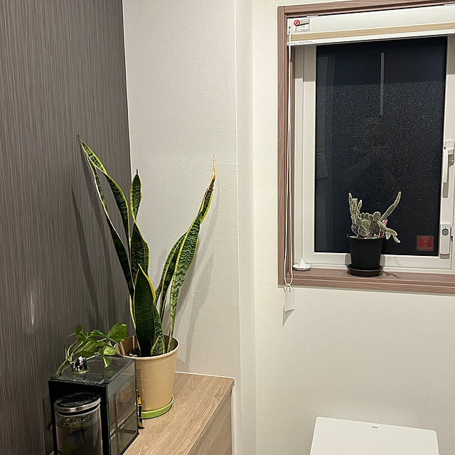 Simbaさんの部屋