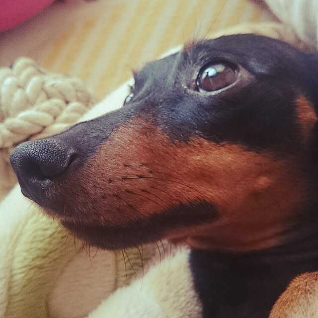 SHINOさんの実例写真