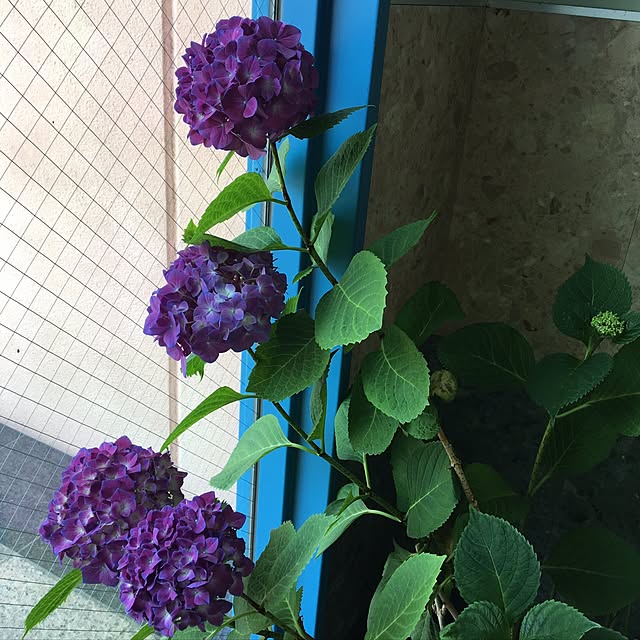 shigimiさんの実例写真