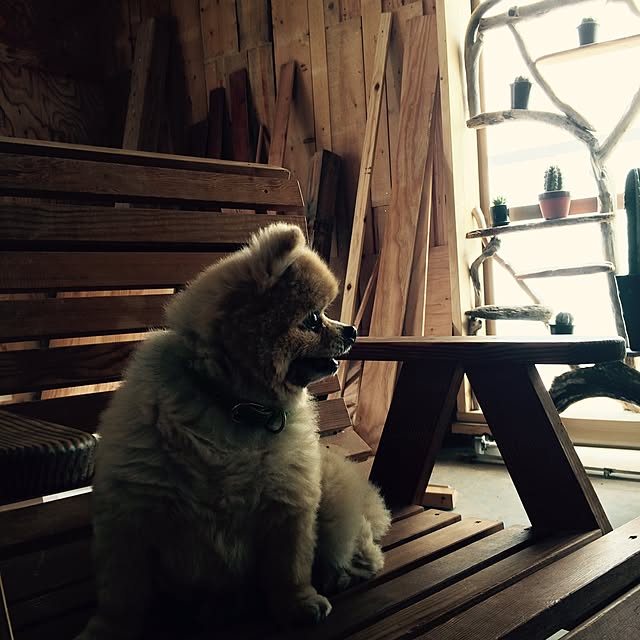 monikoさんの実例写真