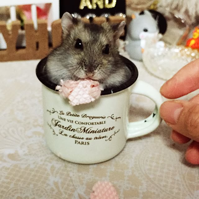 miiiiiiiさんの実例写真