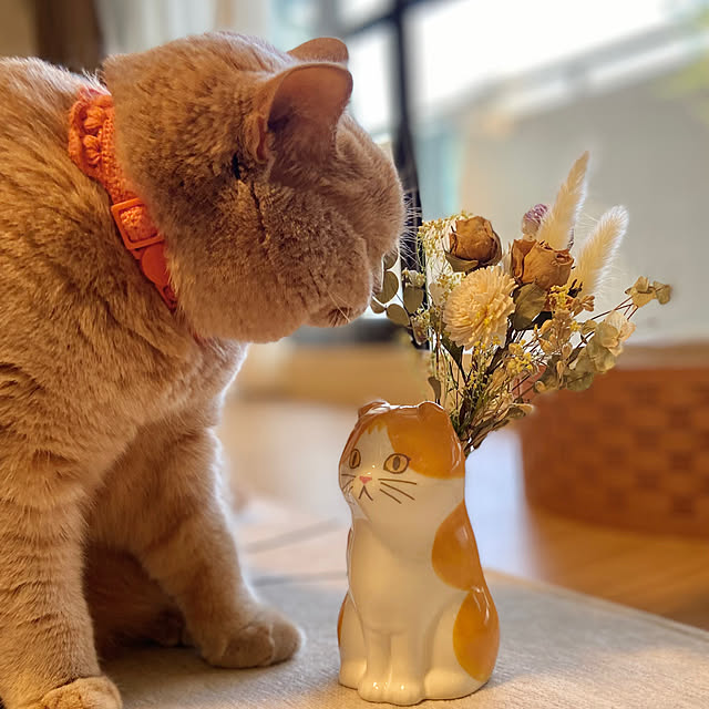 tomoさんの実例写真