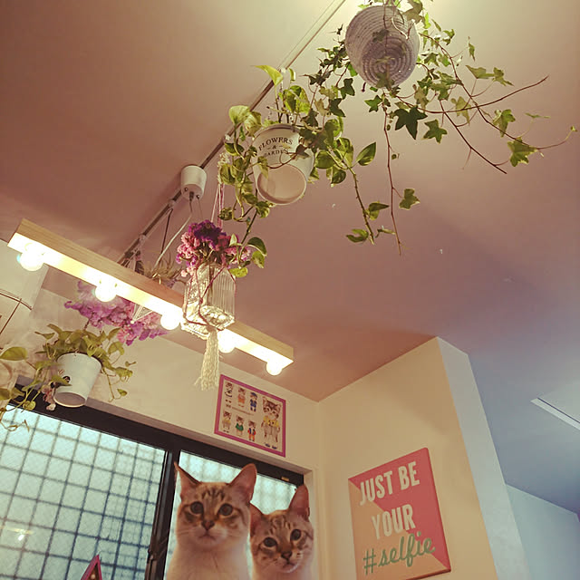 poniさんの実例写真