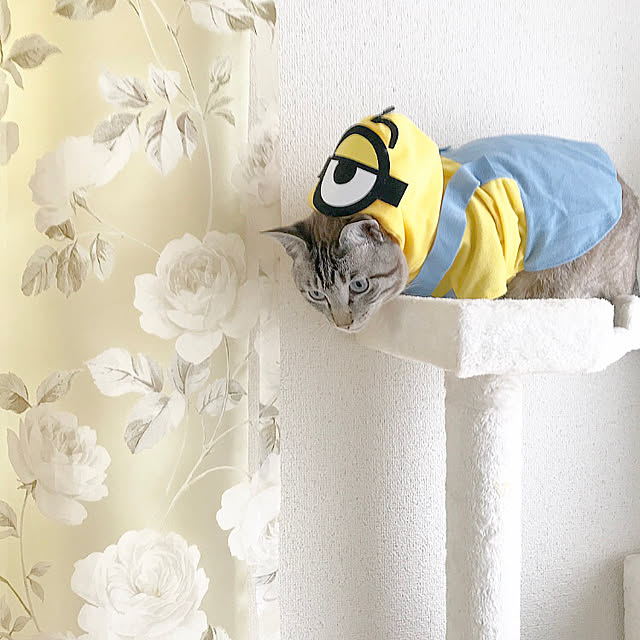 chieさんの実例写真