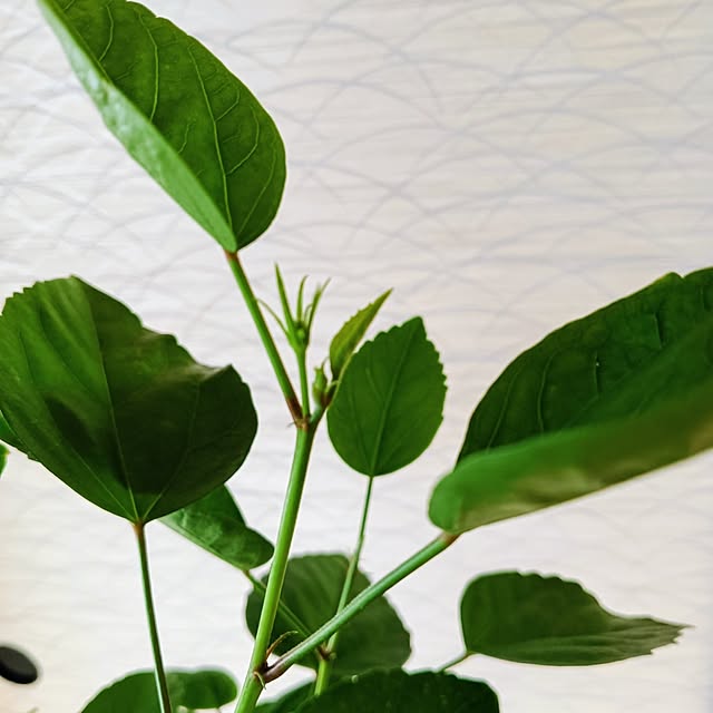 hanachanさんの部屋