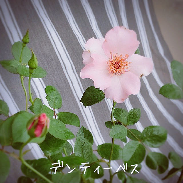 mamerurikoさんの実例写真