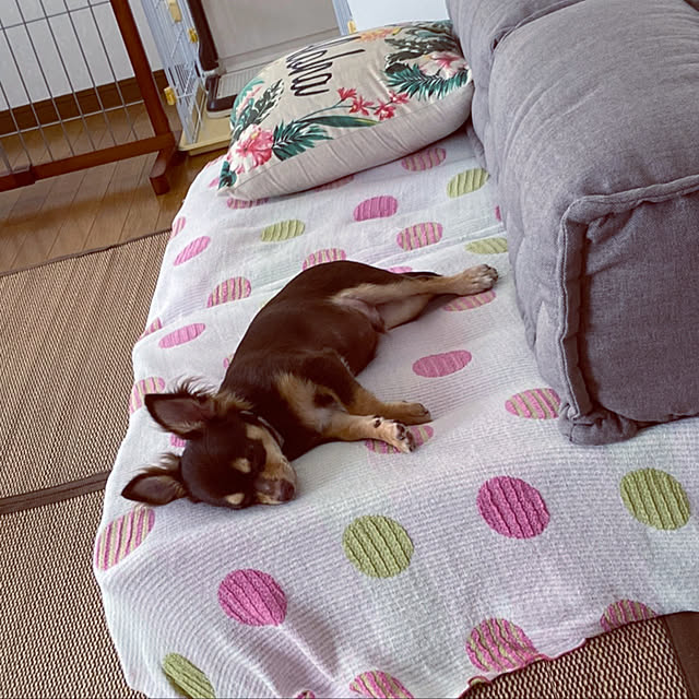 犬のいる暮らし/いぬのいる暮らし/ナチュラル/ソファ/リビングのインテリア実例 - 2021-09-16 15:58:23
