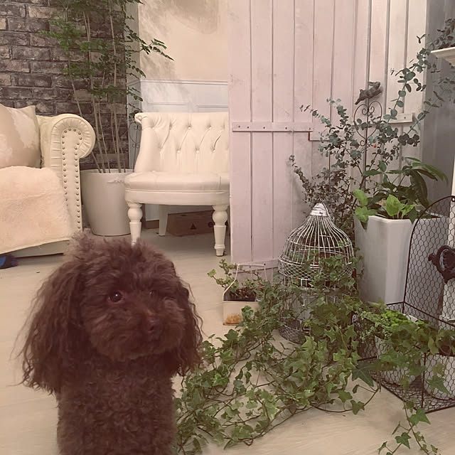 noelさんの実例写真