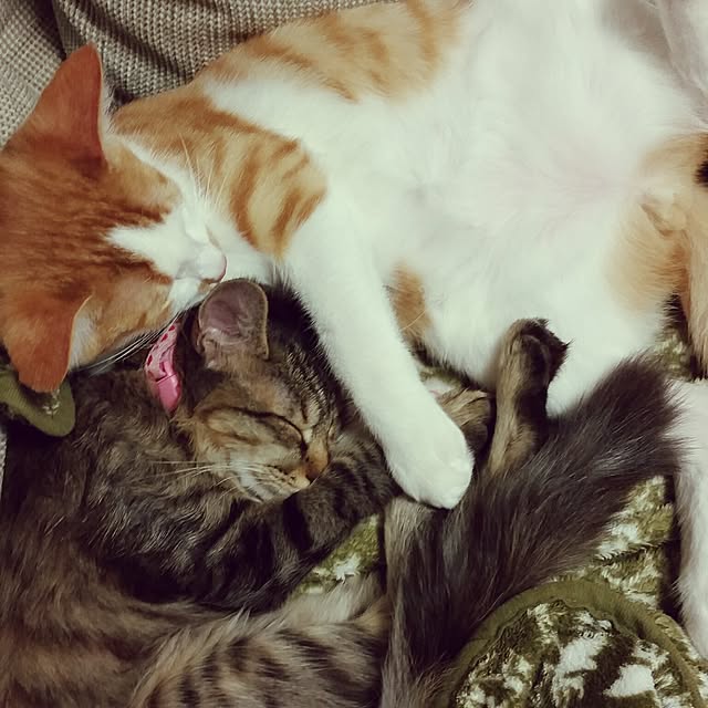 Kozueさんの実例写真