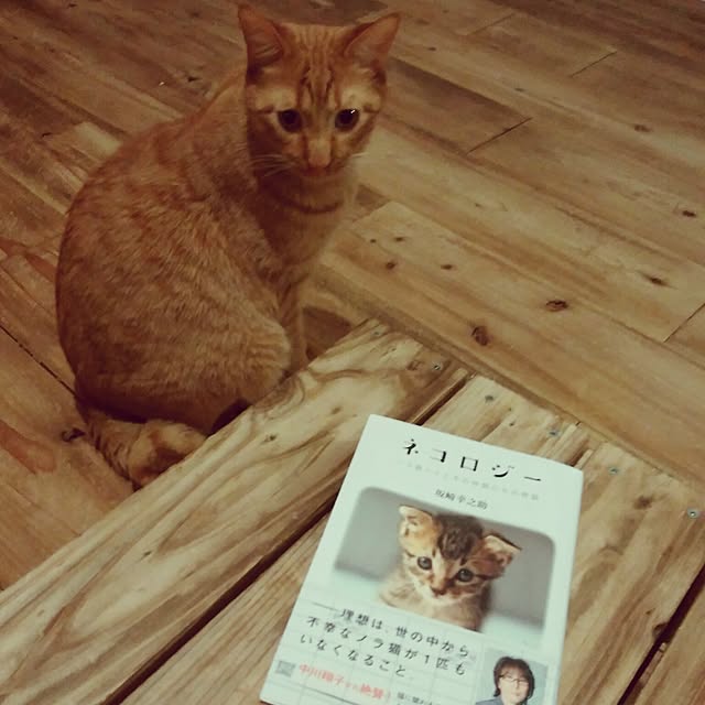 机/猫/いいね！コメントありがとうございます☆/したっけ連合/猫保護活動...などのインテリア実例 - 2016-12-26 23:54:58