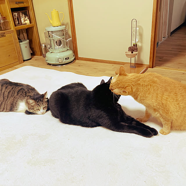リビング/ネコ/ねこのいる風景/ねこ部/多頭飼い...などのインテリア実例 - 2025-04-12 21:17:17