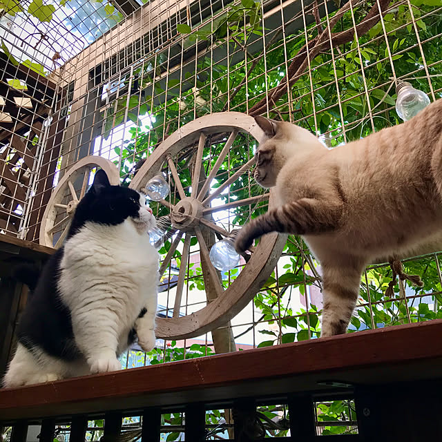 butachanさんの実例写真