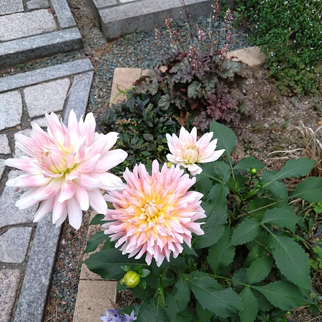 chocococoaさんの部屋