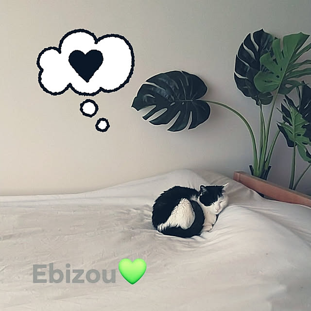 catloveさんの実例写真