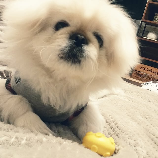 yukagomaさんの実例写真