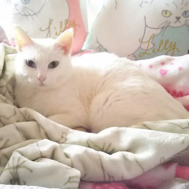 sakuraさんの実例写真