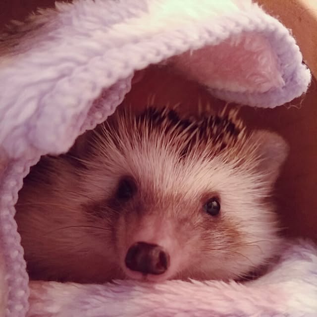 kuruさんの実例写真