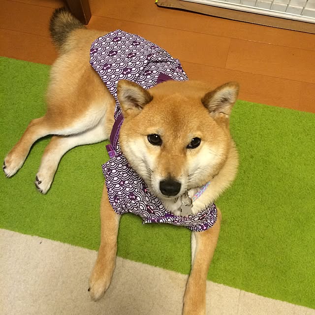 marobokeさんの実例写真