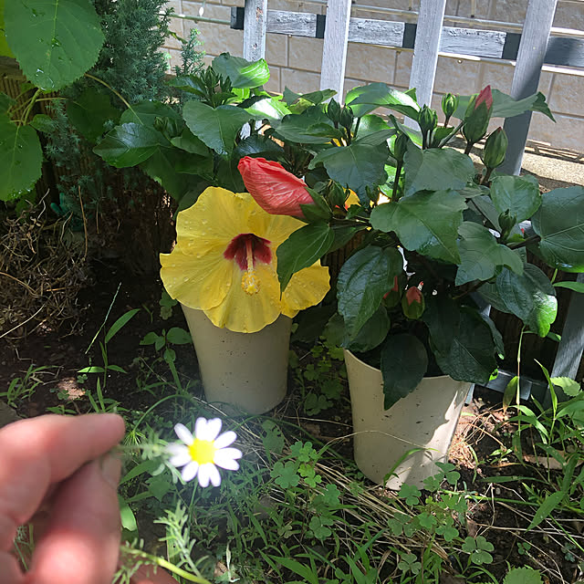 pikarunさんの実例写真