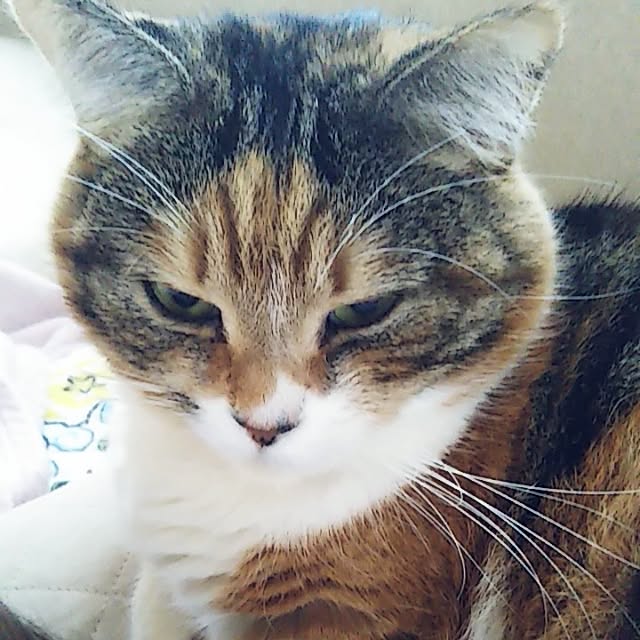 yukieさんの実例写真