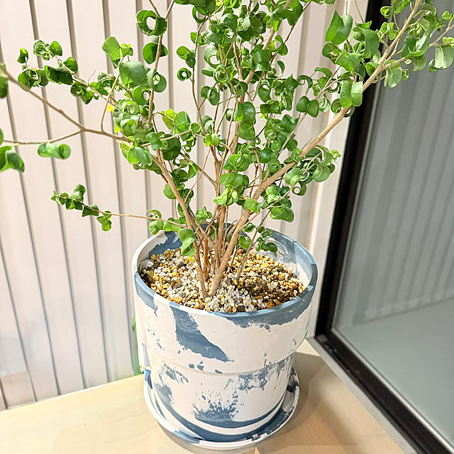 protea_homeさんの部屋