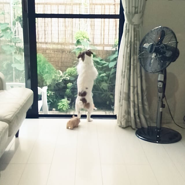 mintさんの実例写真