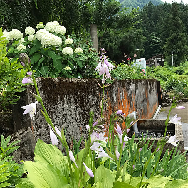 aoinokimiさんの実例写真