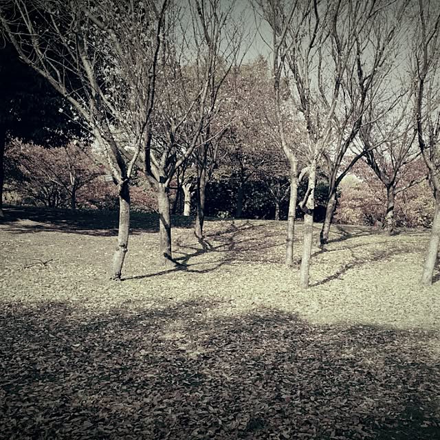 KACHI-NAさんの実例写真