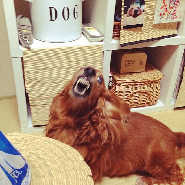 maruさんの実例写真