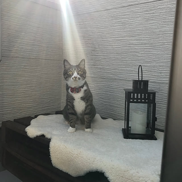 mu_pさんの実例写真