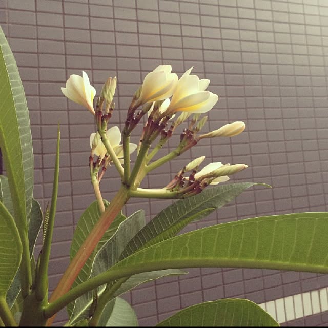 Bobさんの実例写真