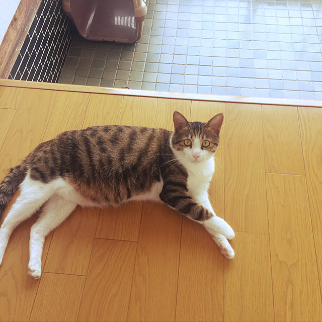 kaoさんの実例写真